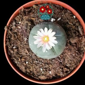 Lophophora williamsii (Peyote)