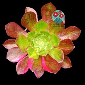 Aeonium Phanton silk rainbow variegata ( importación)