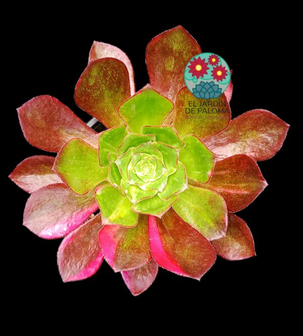Aeonium Phanton silk rainbow variegata ( importación)