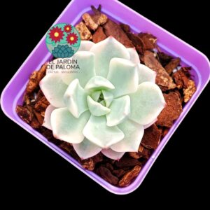 Graptoveria Pretty in pink variegata (importación)