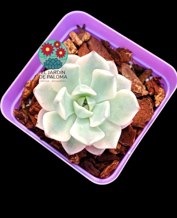 Graptoveria Pretty in pink variegata (importación)