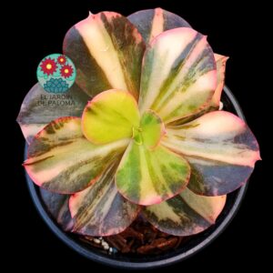 Echeveria Primadonna variegata