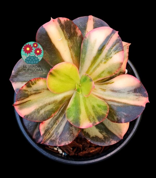 Echeveria Primadonna variegata