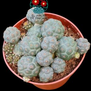 Puna Bonniae