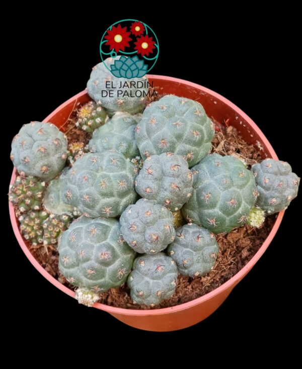 Puna Bonniae
