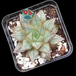 Echeveria White purpusorum