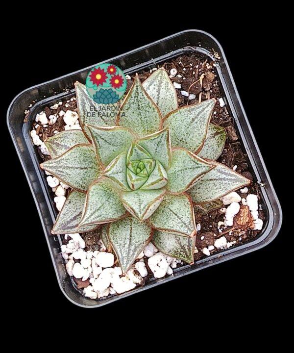 Echeveria White purpusorum