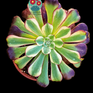 Aeonium Miky variegata (importación)
