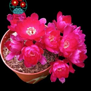Sulcorebutia Zavaletae