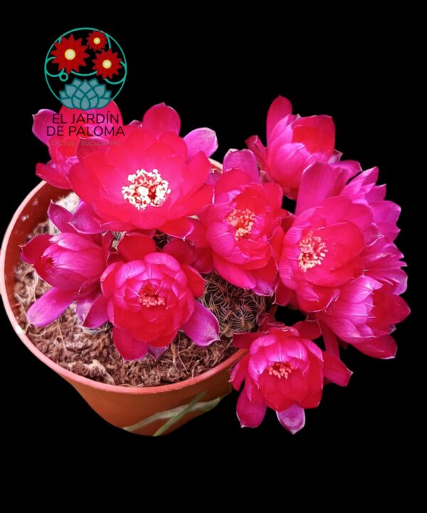 Sulcorebutia Zavaletae