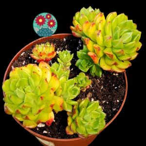 Echeveria Red lantern (colonia y maceta grande)