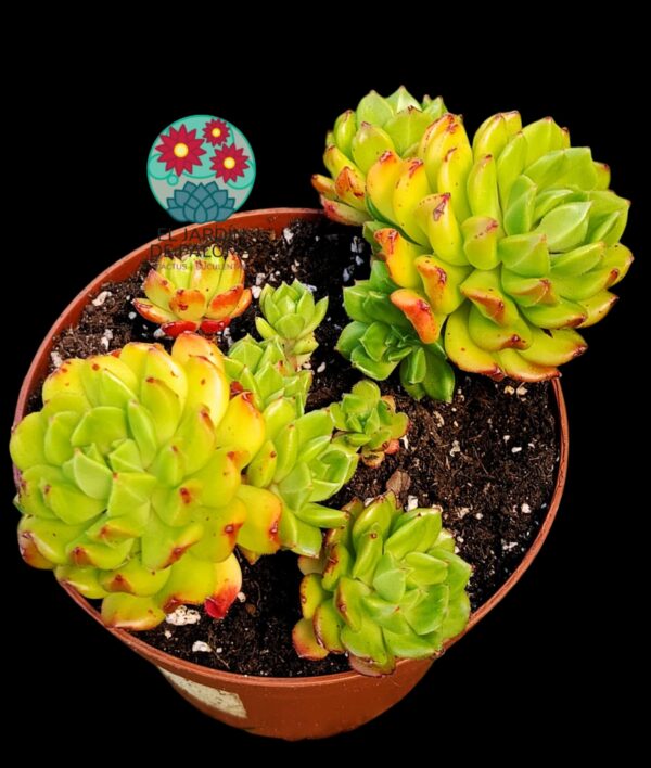 Echeveria Red lantern (colonia y maceta grande)