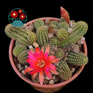 Chamaelobivia flor bicolor (maceta grande)