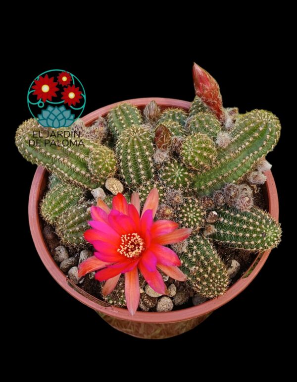 Chamaelobivia flor bicolor (maceta grande)