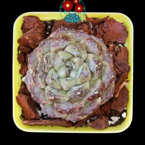 Echeveria "Purple sculpture" (importación)