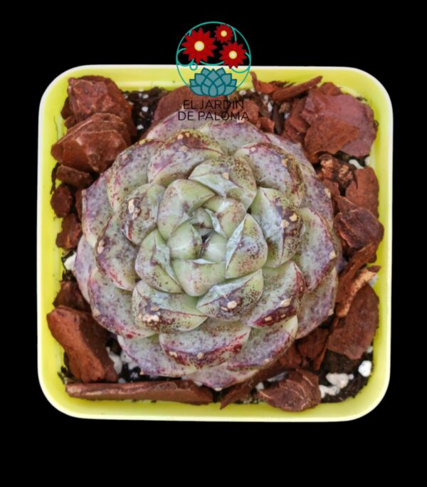 Echeveria "Purple sculpture" (importación)
