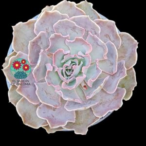 Echeveria Shaviana peregrina (es grande)