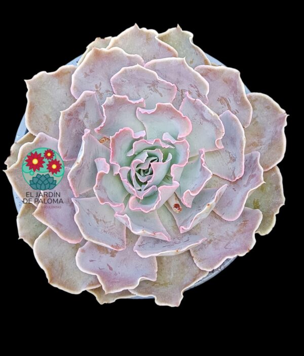 Echeveria Shaviana peregrina (es grande)