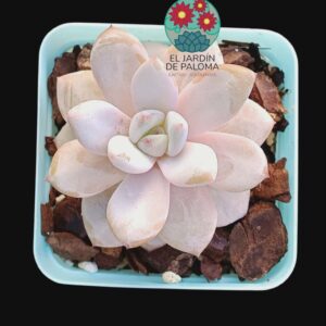 Echeveria Star snow (importación)
