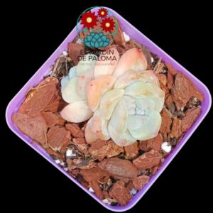 Echeveria Toffe (importación)