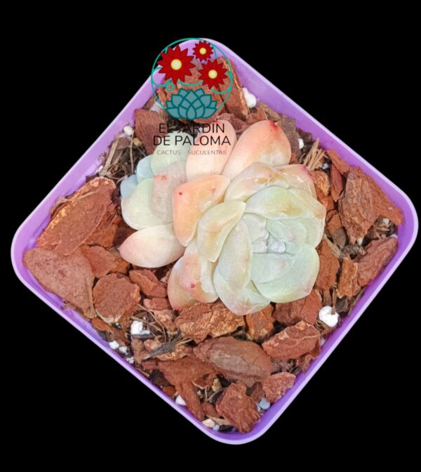 Echeveria Toffe (importación)