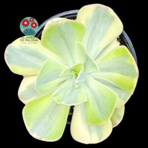 Echeveria Sunset peony variegata (maceta grande)