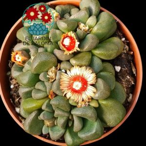 Aloinopsis schooneesii