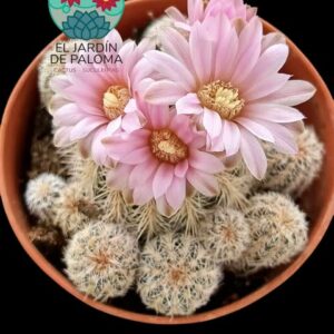 Gymnocalcyum Bruchii (colonia)