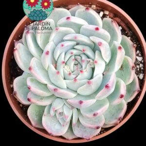 Echeveria Chihuahuensis hijo (maceta grande)