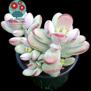 Cotyledon Orbiculata Oophyla (buen tamaño)