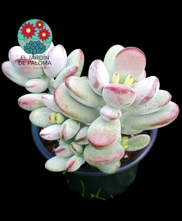 Cotyledon Orbiculata Oophyla (buen tamaño)
