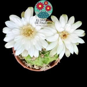 Gymnocalcyum damsii (maceta pequeña)