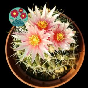 Gymnocactus Knuthianus