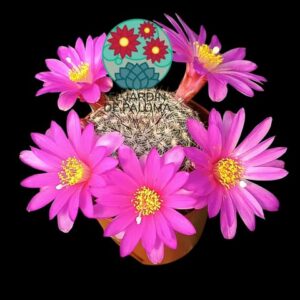 Mammillaria Dodsonii