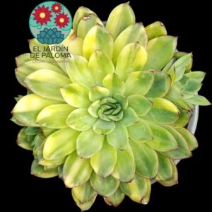 Echeveria Pulidonis yellow variegata (es grande y de importación)