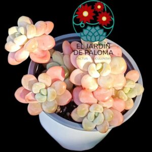 Graptosedum "Salmon" cluster (tamaño grande, importación)