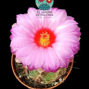 Thelocactus Bicolor var. tricolor