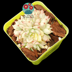 Echeveria Mebina variegata cluster (importación)