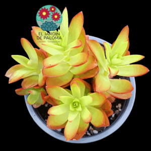Crassula capitella (buen tamaño)