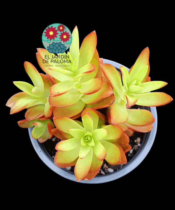 Crassula capitella (buen tamaño)