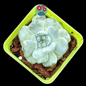 Echeveria Fat tiger (importación)