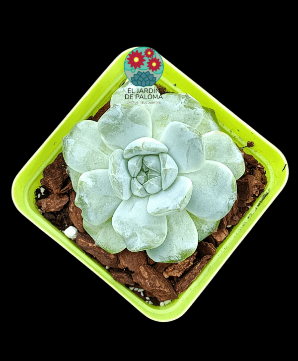 Echeveria Fat tiger (importación)