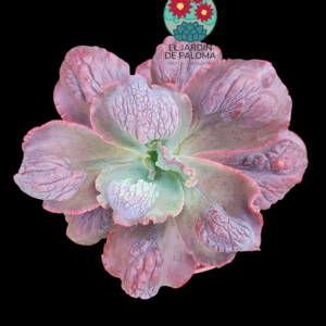 Echeveria "Lilac Frost" (hibrido de gibbiflora, tamaño muy grande)