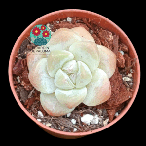 Echeveria Ice jade (importación, maceta pequeña)