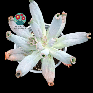 Echeveria Culibra (maceta grande)