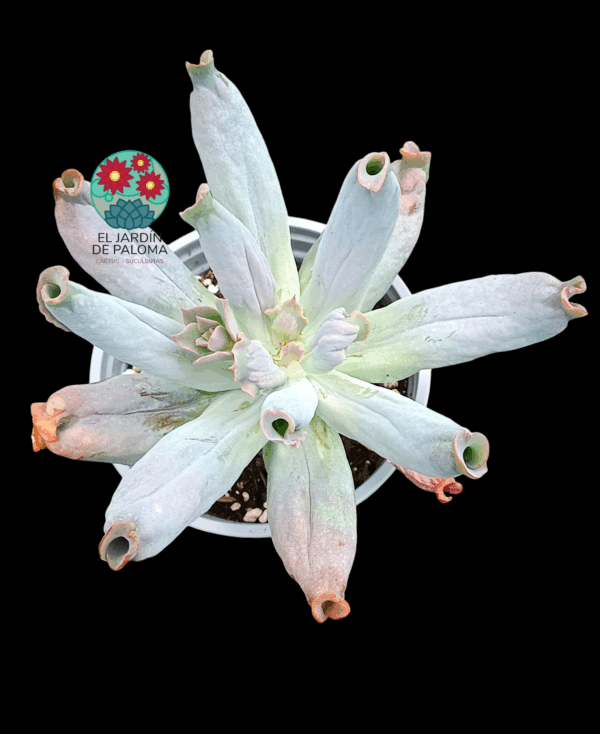 Echeveria Culibra (maceta grande)