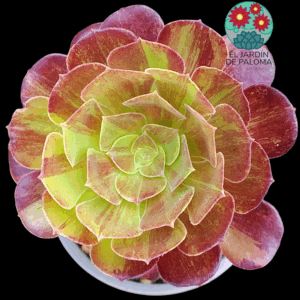 Aeonium Big Bang  plus (es grande)