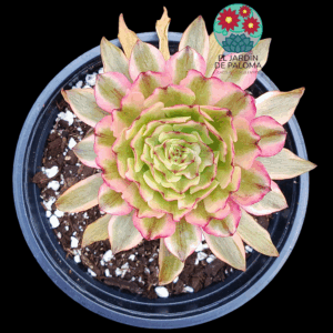 Aeonium Taurus variegata (importacion y con hijuelo)