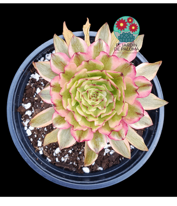 Aeonium Taurus variegata (importacion y con hijuelo)