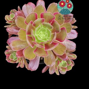 Aeonium Eden variegata (grande y con muchos hijos)